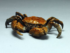 Brown Crab - Large