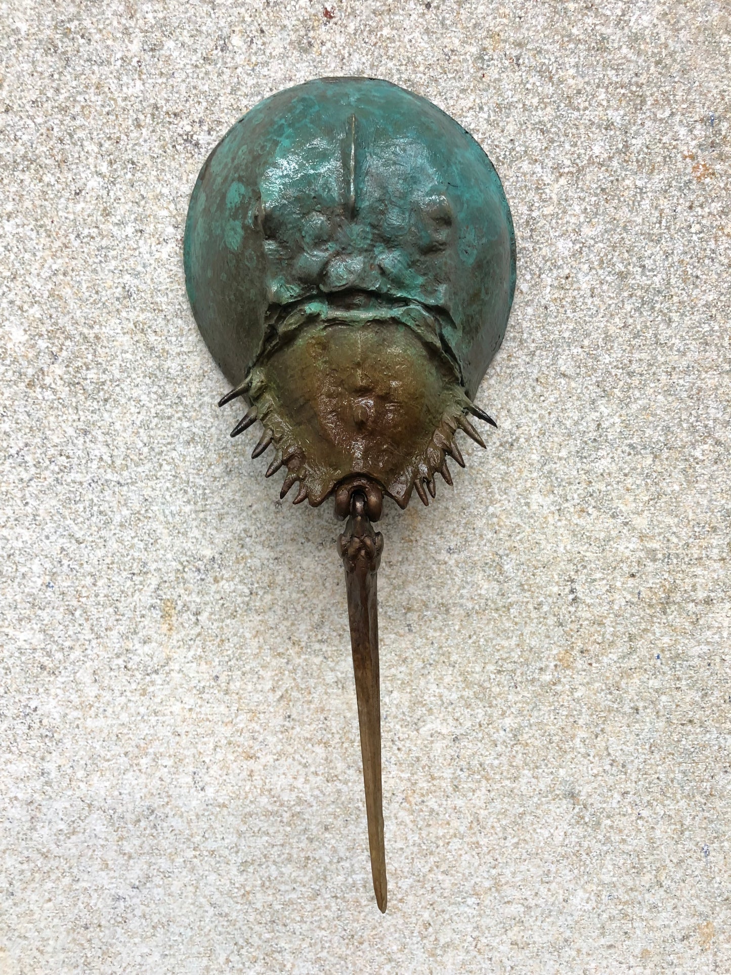 Horseshoe Crab