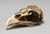 Bald Eagle Skull