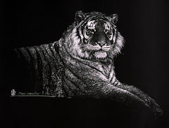 Siberian Tiger - Scratch Board Print