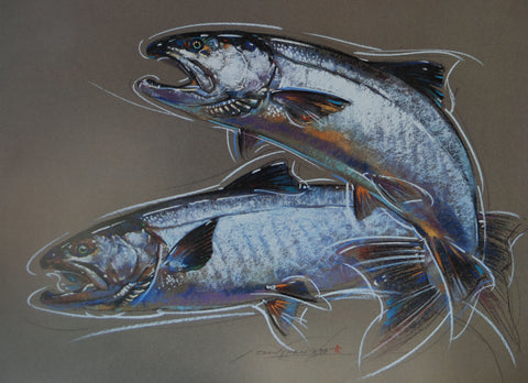 Coho - Silver Salmon - Print of Pastel Drawing